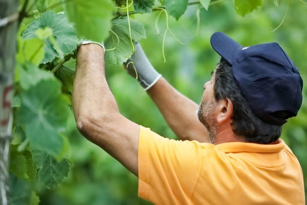 Cura dei vigneti