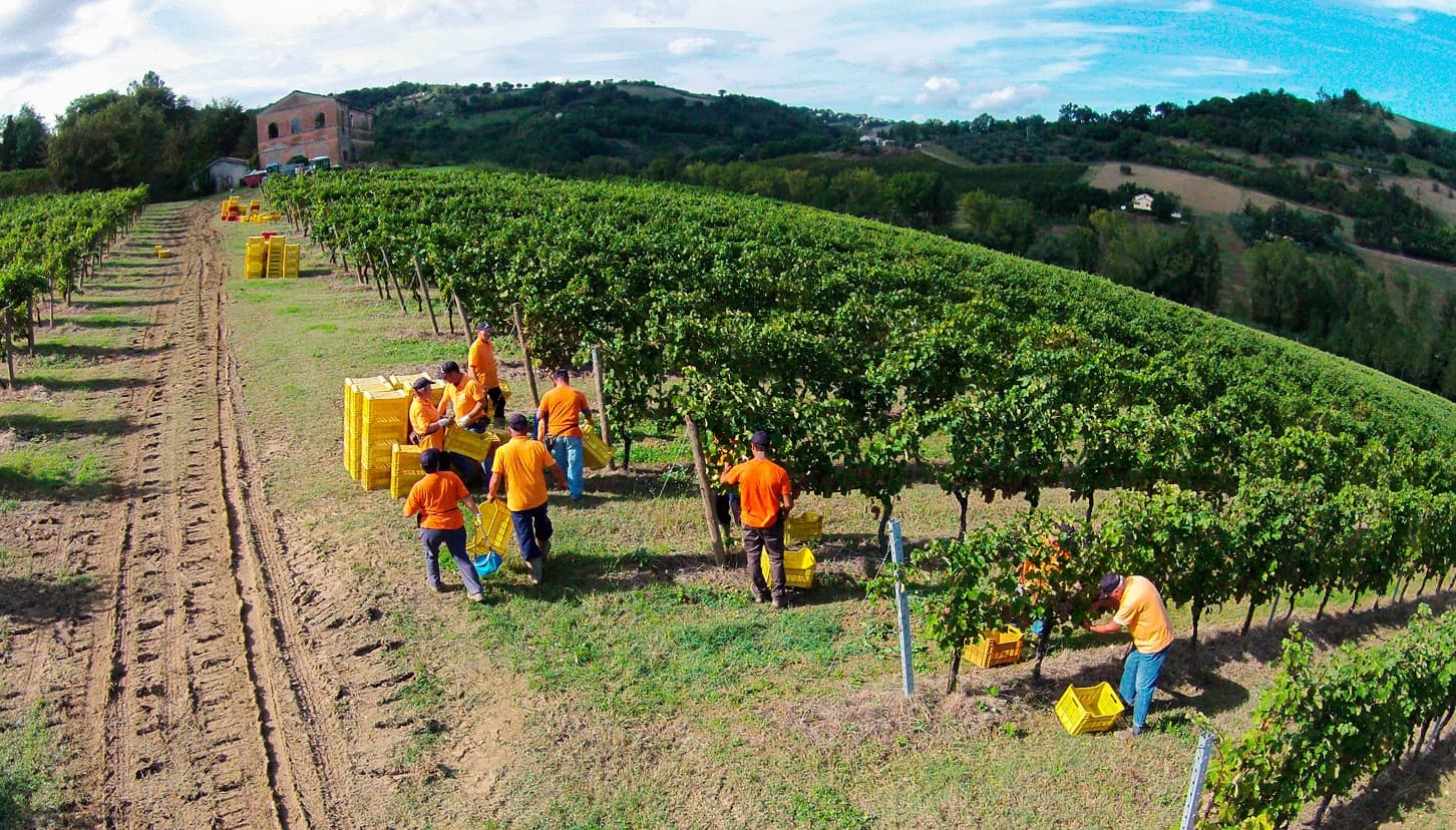 Raccolta nei vigneti Sartarelli Raccolta nei vigneti Sartarelli